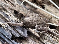 Bufo bufo