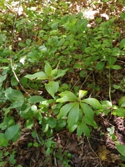 Medeola virginiana