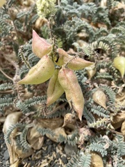 Astragalus nuttallii