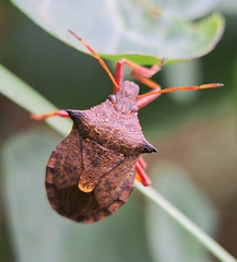 Picromerus bidens