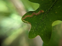 Stigmella nigriverticella