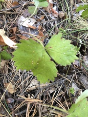 Fragaria vesca