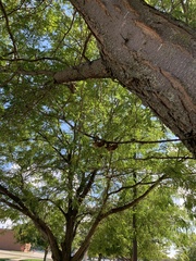 Gleditsia triacanthos