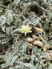 Astragalus nuttallii