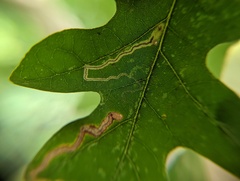 Stigmella quercipulchella