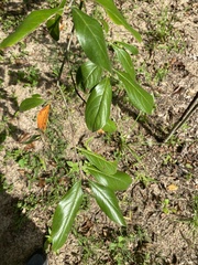 Aronia arbutifolia