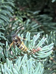 Vespula acadica
