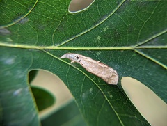 Stigmella