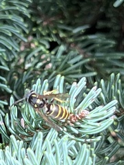 Vespula acadica