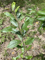 Aronia arbutifolia