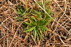 Androsace adfinis