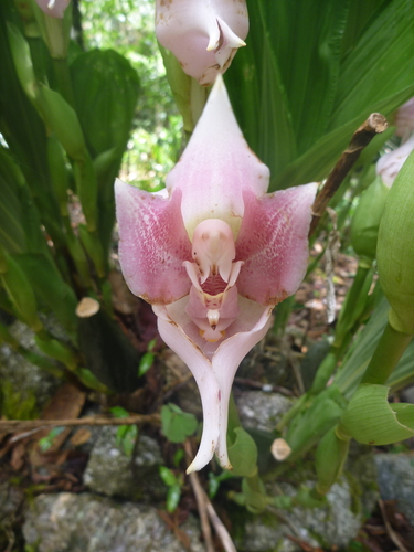 Anguloa virginalis