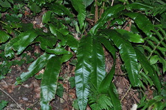 Asplenium scolopendrium