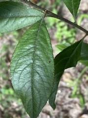 Aronia arbutifolia