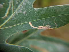 Stigmella