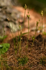 Androsace adfinis