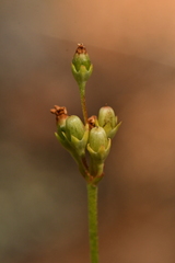 Androsace adfinis
