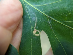 Stigmella