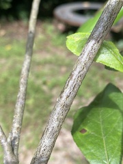 Aronia arbutifolia