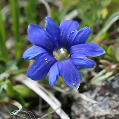 Gentiana dshimilensis