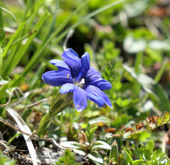 Gentiana dshimilensis