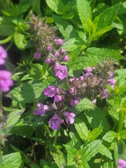 Stachys palustris