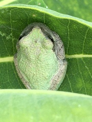 Hyla versicolor