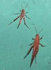 Oedipodinae