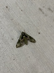 Eumorpha pandorus