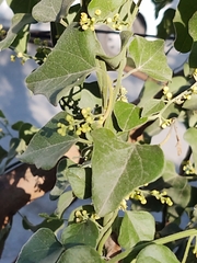 Cocculus diversifolius