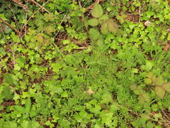 Cardamine oligosperma