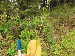 Cardamine oligosperma