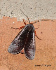 Hemicephalis