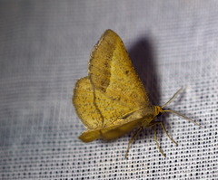 Isturgia arenacearia