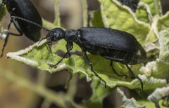 Epicauta cinerea-group