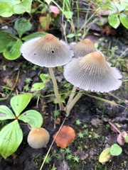 Coprinellus impatiens