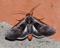 Hemicephalis