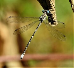 Lestes congener