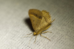 Isturgia arenacearia