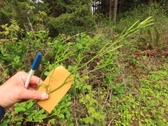 Cardamine oligosperma