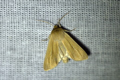 Mythimna