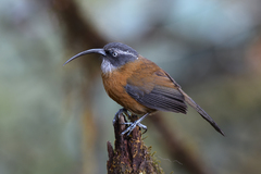 Pomatorhinus superciliaris