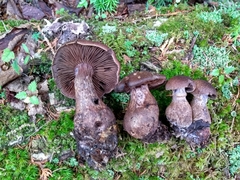 Cortinarius squamulosus