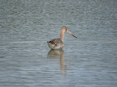Limosa limosa