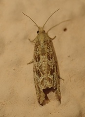 Bactra