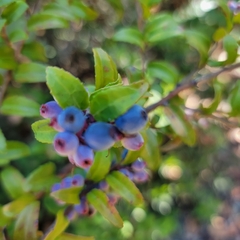 Vaccinium ovatum