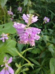 Physostegia