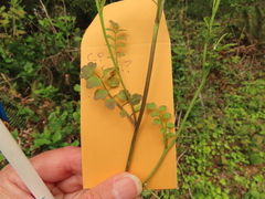 Cardamine oligosperma