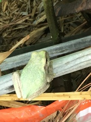 Hyla versicolor