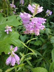 Physostegia